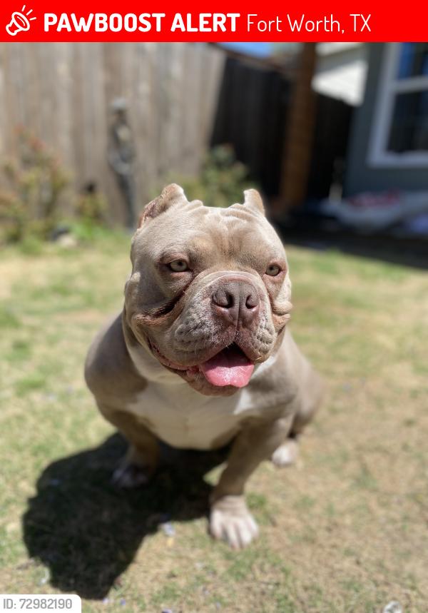 Lost Male Dog last seen West Berry & Cleburne Rd, Fort Worth, TX 76110