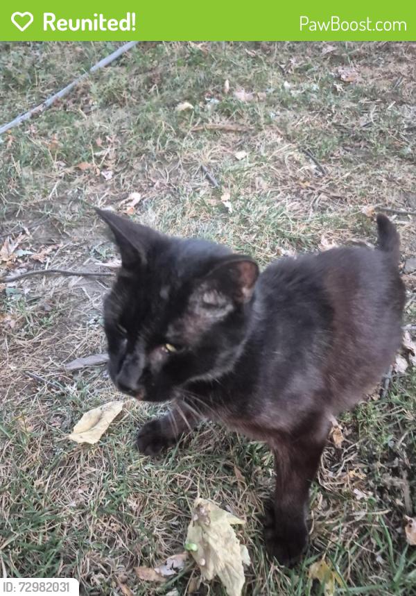 Reunited Female Cat last seen Near st pauls ave , Jersey City, NJ 07306