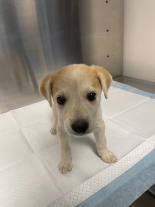 Shelter Stray Female Dog last seen W Lincoln Ave & S Thompson Ave, Fresno Zone Fresno CO 1A 93706, CA, Fresno, CA 93706