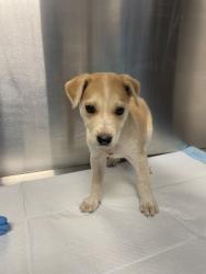 Shelter Stray Female Dog last seen W Lincoln Ave & S Thompson Ave, Fresno Zone Fresno CO 1A 93706, CA, Fresno, CA 93706