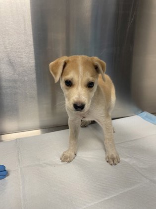 Shelter Stray Female Dog last seen W Lincoln Ave & S Thompson Ave, Fresno Zone Fresno CO 1A 93706, CA, Fresno, CA 93706