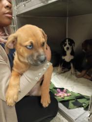 Shelter Stray Male Dog last seen Near 26th St Nw, Atlanta, GA, 1251 Fulton Industrial Blvd NW, Atlanta, GA 30336, USA