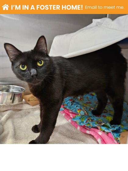 Shelter Stray Female Cat last seen Near Kitmore rd, Apt Complex area, 21239, MD, Baltimore, MD 21230
