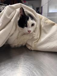 Shelter Stray Female Cat last seen Near S Loudon Ave, 21229, MD, Baltimore, MD 21230