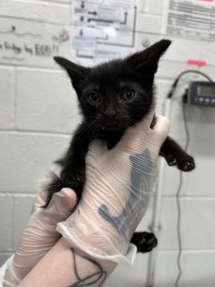 Shelter Stray Male Cat last seen Near Cliftmont Ave, 21213, MD, Baltimore, MD 21230
