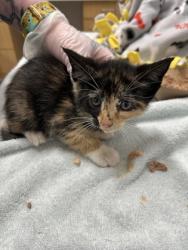 Shelter Stray Female Cat last seen Near Cliftmont Ave, 21213, MD, Baltimore, MD 21230