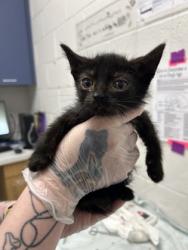 Shelter Stray Male Cat last seen Near Cliftmont Ave, 21213, MD, Baltimore, MD 21230