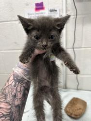 Shelter Stray Female Cat last seen Near Cliftmont Ave, 21213, MD, Baltimore, MD 21230