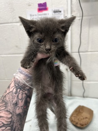 Shelter Stray Female Cat last seen Near Cliftmont Ave, 21213, MD, Baltimore, MD 21230