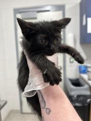 Shelter Stray Female Cat last seen Near Cliftmont Ave, 21213, MD, Baltimore, MD 21230