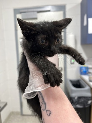 Shelter Stray Female Cat last seen Near Cliftmont Ave, 21213, MD, Baltimore, MD 21230