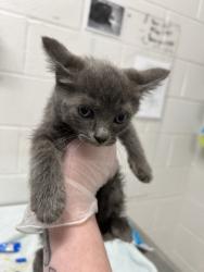 Shelter Stray Female Cat last seen Near Cliftmont Ave, 21213, MD, Baltimore, MD 21230