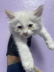 Shelter Stray Male Cat last seen El Paso, TX 79902, Fort Bliss, TX 79906