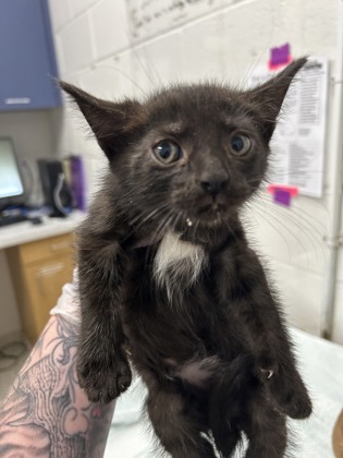 Shelter Stray Male Cat last seen Near Cliftmont Ave, 21213, MD, Baltimore, MD 21230
