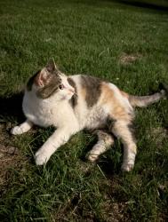 Found/Stray Unknown Cat last seen Ivanhoe St and 23rd Avenue Denver, Denver, CO 80207