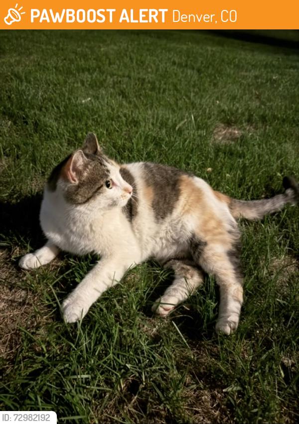 Found/Stray Unknown Cat last seen Ivanhoe St and 23rd Avenue Denver, Denver, CO 80207