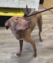 Shelter Stray Female Dog last seen Volanta Park, 523 Volanta Ave, Fairhope Animal Control Jurisdiction, AL, 555 S Section St, Fairhope, AL 36532, USA