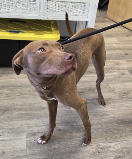 Shelter Stray Female Dog last seen Volanta Park, 523 Volanta Ave, Fairhope Animal Control Jurisdiction, AL, 555 S Section St, Fairhope, AL 36532, USA