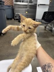 Shelter Stray Female Cat last seen Near Hwy 55, New Bern, , 1639 Old Airport Rd, New Bern, NC 28562, USA