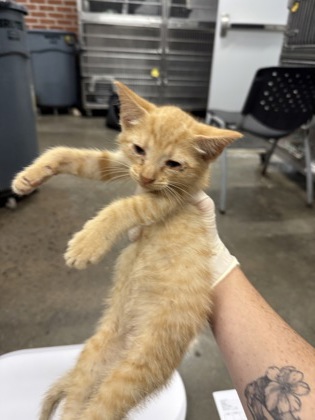 Shelter Stray Female Cat last seen Near Hwy 55, New Bern, , 1639 Old Airport Rd, New Bern, NC 28562, USA