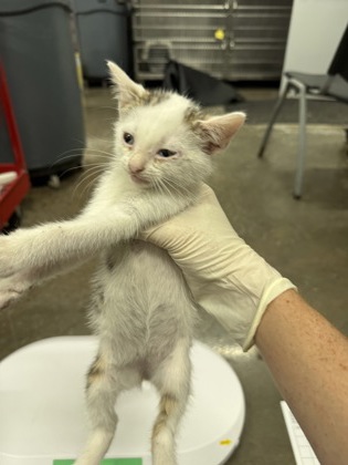 Shelter Stray Male Cat last seen Near Hwy55, New Bern, , 1639 Old Airport Rd, New Bern, NC 28562, USA
