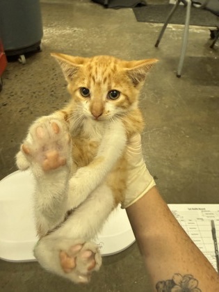 Shelter Stray Male Cat last seen Near Hwy 55, New Bern, , 1639 Old Airport Rd, New Bern, NC 28562, USA