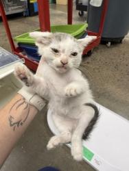 Shelter Stray Male Cat last seen Near Hwy 55, New Bern, , 1639 Old Airport Rd, New Bern, NC 28562, USA