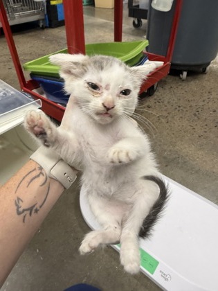 Shelter Stray Male Cat last seen Near Hwy 55, New Bern, , 1639 Old Airport Rd, New Bern, NC 28562, USA