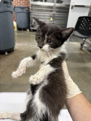 Shelter Stray Unknown Cat last seen Near Hwy55, New Bern, , 1639 Old Airport Rd, New Bern, NC 28562, USA
