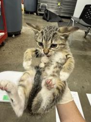 Shelter Stray Male Cat last seen Near Hwy 55, New Bern, , 1639 Old Airport Rd, New Bern, NC 28562, USA
