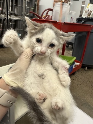 Shelter Stray Male Cat last seen Near Hwy 55, New Bern, , 1639 Old Airport Rd, New Bern, NC 28562, USA