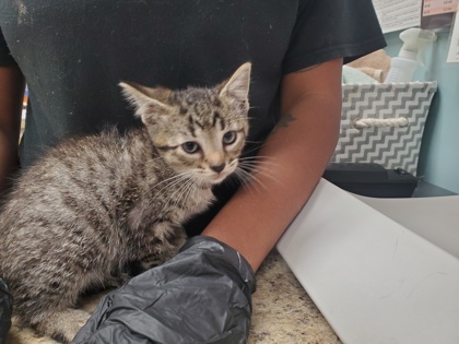 Shelter Stray Male Cat last seen Milton, 43605, OH, Maumee, OH 43537