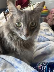 Reunited Male Cat last seen Sharon and beggs rd lockhart, Orange County, FL 32810