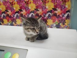 Shelter Stray Female Cat last seen Milton, 43605, OH, Maumee, OH 43537