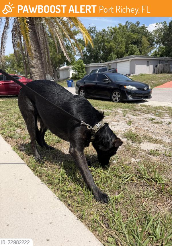 Found/Stray Female Dog last seen Mark Twain , Port Richey, FL 34668