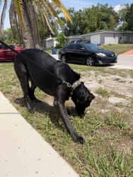 Found/Stray Female Dog last seen Mark Twain , Port Richey, FL 34668