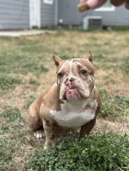 Lost Female Dog last seen West Berry & Cleburne Rd, Fort Worth, TX 76110