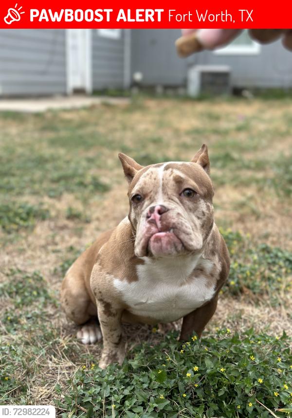Lost Female Dog last seen West Berry & Cleburne Rd, Fort Worth, TX 76110