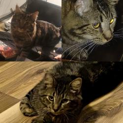 Lost Male Cat last seen Daisy hill area, Salisbury Township, PA 18103