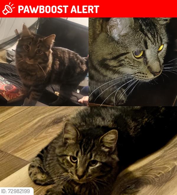 Lost Male Cat last seen Daisy hill area, Salisbury Township, PA 18103