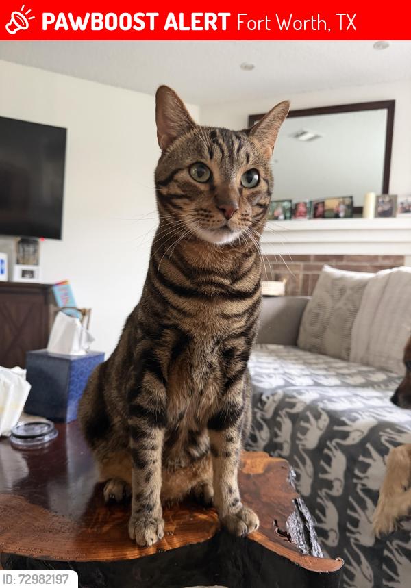 Lost Male Cat last seen Kingsknowe Pkwy, Fort Worth, TX 76135