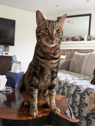 Lost Male Cat last seen Kingsknowe Pkwy, Fort Worth, TX 76135
