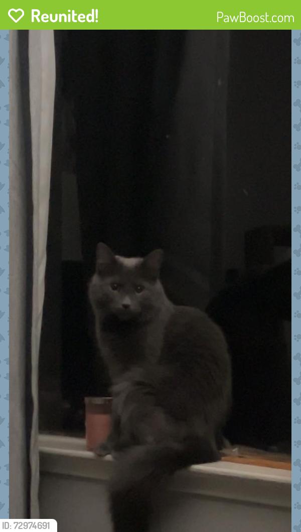Reunited Female Cat last seen University and massachusetts , La Mesa, CA 91942