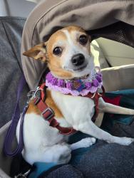 Reunited Female Dog last seen Near Greenly Dr Oakland CA 94605, Oakland, CA 94605