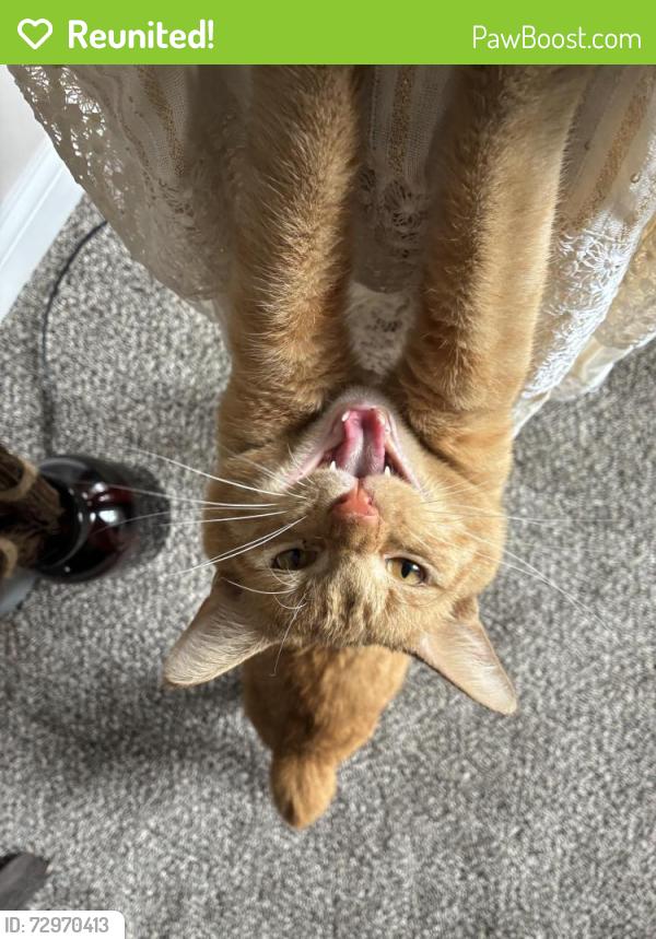 Reunited Male Cat last seen Near Scarborough Lane, Greenwood, IN 46142