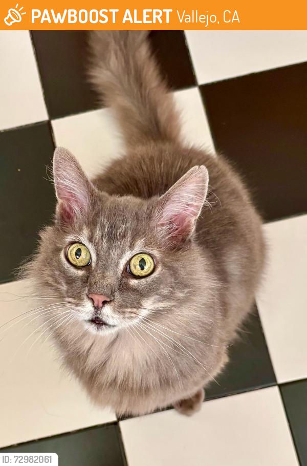 Found/Stray Unknown Cat last seen Belle Vista & El Camino Real, Vallejo, CA 94590