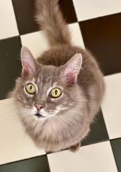 Found/Stray Unknown Cat last seen Belle Vista & El Camino Real, Vallejo, CA 94590