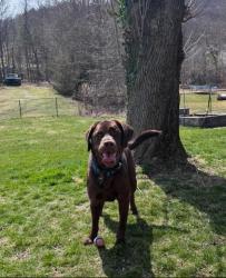 Lost Male Dog last seen Todd hollow rd Plymouth, CT, Plymouth, CT 06786