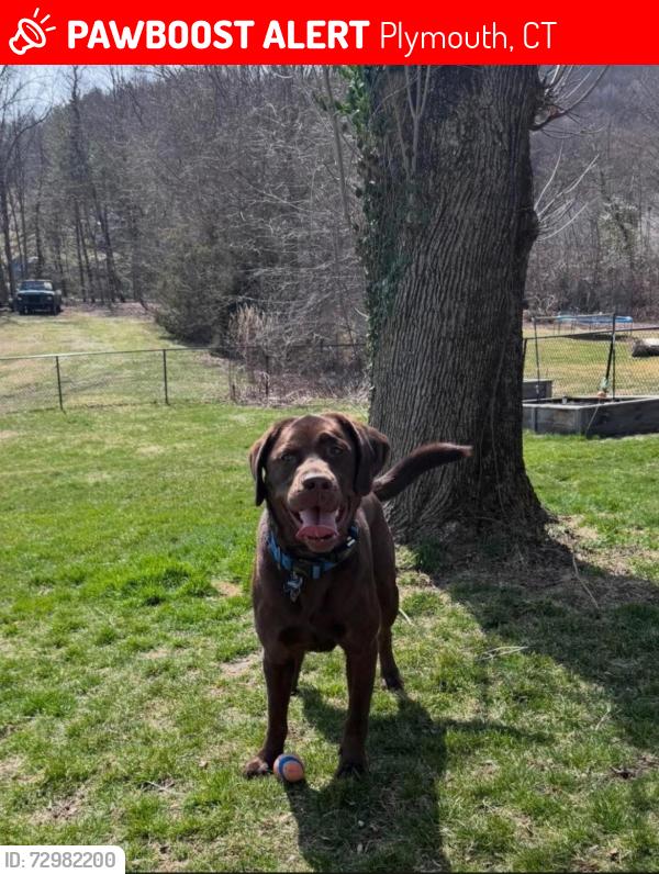 Lost Male Dog last seen Todd hollow rd Plymouth, CT, Plymouth, CT 06786
