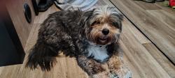 Reunited Male Dog last seen Whitted near Trailside Brewing, Hendersonville, NC 28739